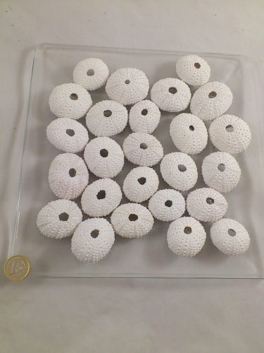 Sea urchin frosted 25 p.